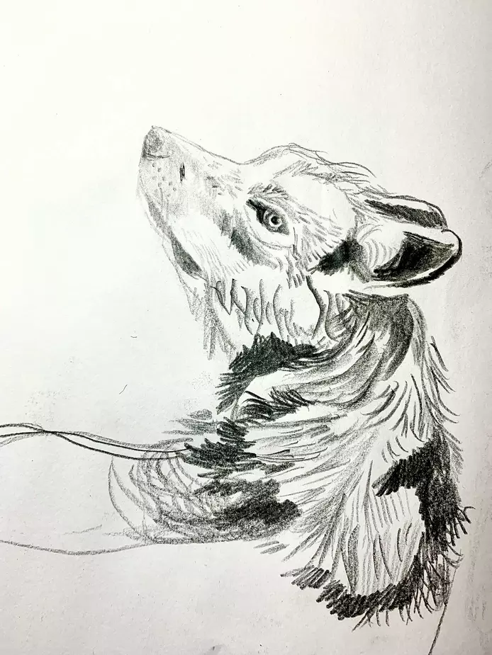 pencil drawing of a wolf 